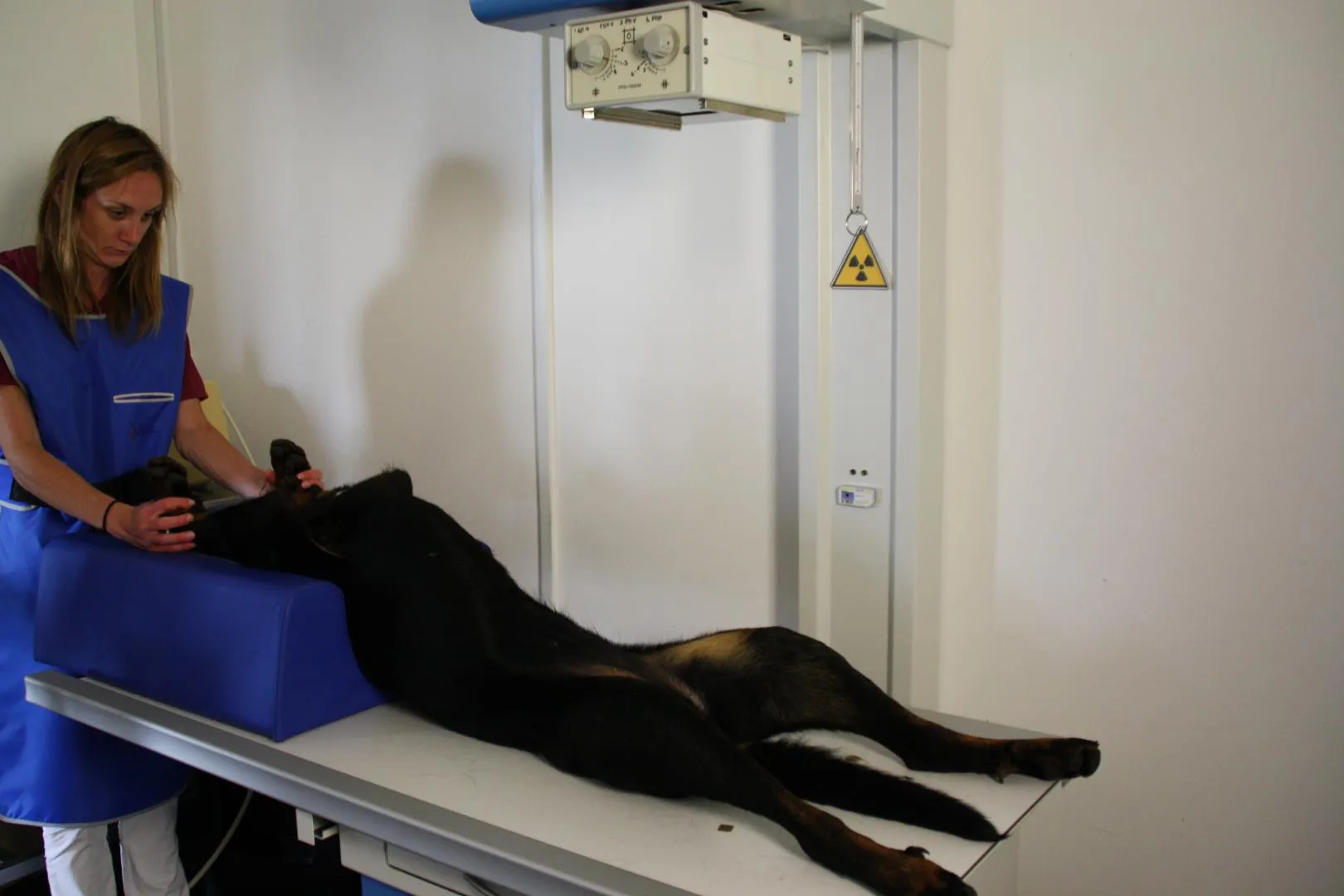 chien en position idéale pour réaliser une radio des hanches pour l'examen de la dysplasie