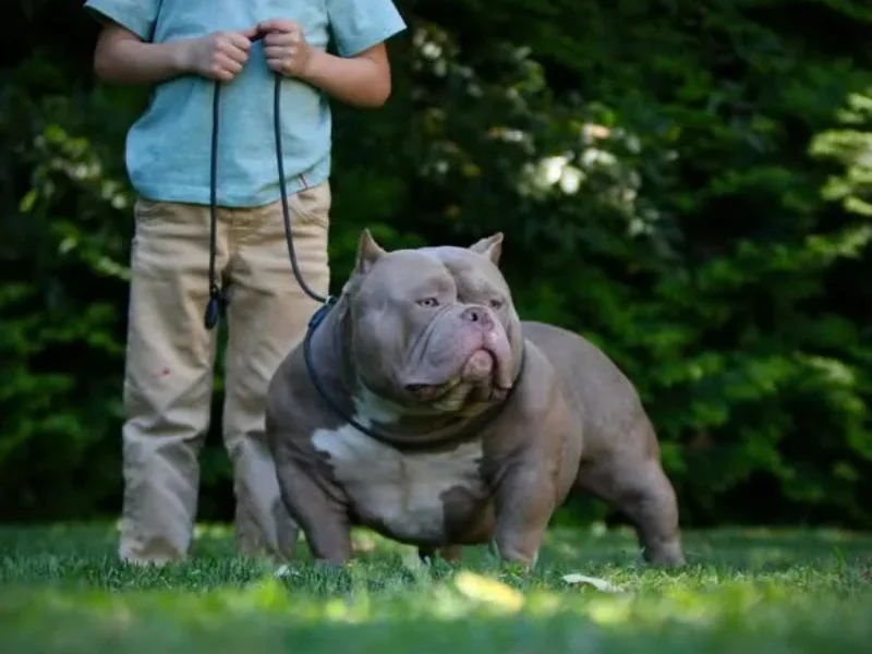 Image de chien de race American Bully Xl chocolat tricolore