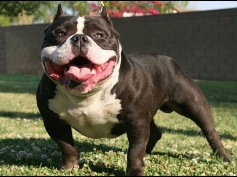 Image de chien de race American Bully
