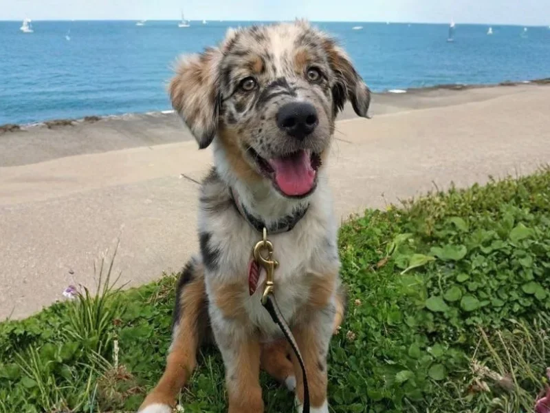 Image de chien de race Aussiedor