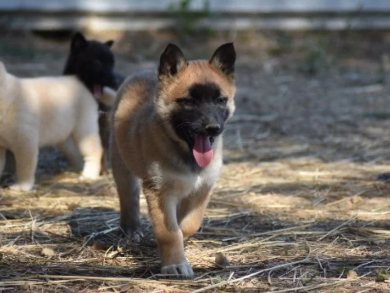 Image de chien de race Belusky