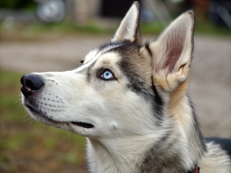 Image de chien de race Belusky