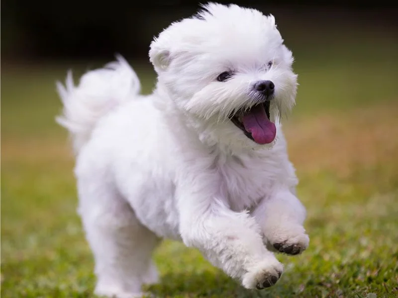Image de chien de race Bichon Maltais