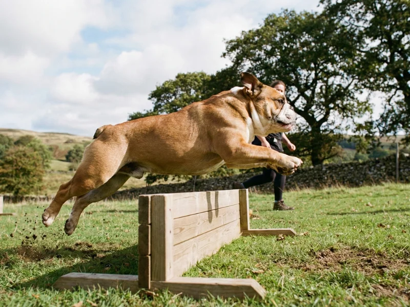 Image de chien de race Bouledogue anglais
