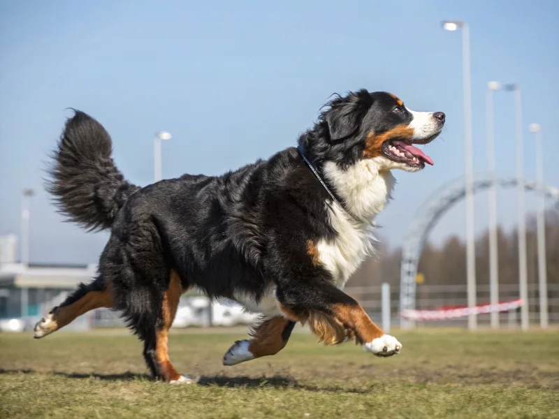 Image de chien de race Bouvier Bernois