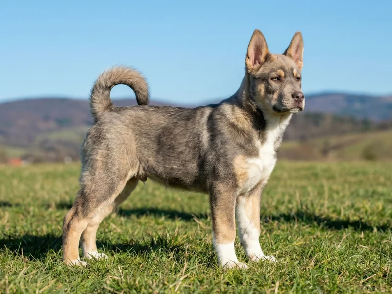 Image de chien de race Corso Sibérien