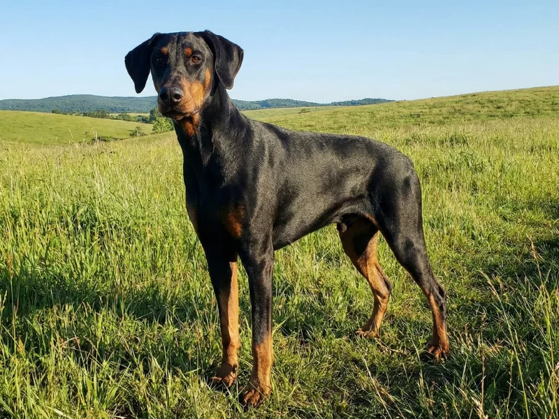 Image de chien de race Doberman