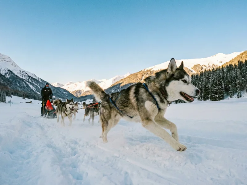 Image de chien de race Husky