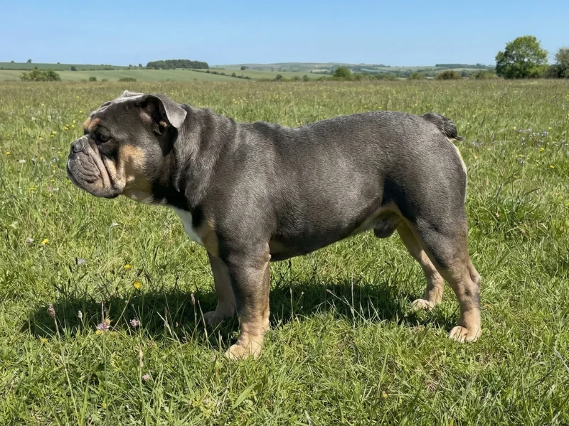 Image de chien de race New English Bulldog