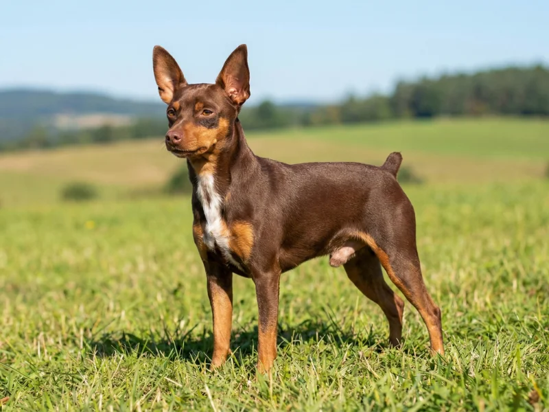 Image de chien de race Pinscher