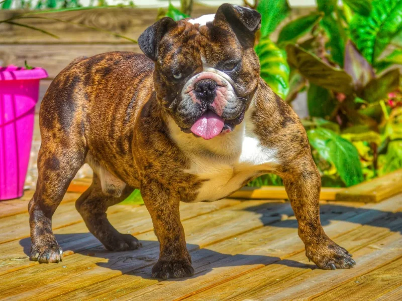 Image de chien de race Riviera bulldog
