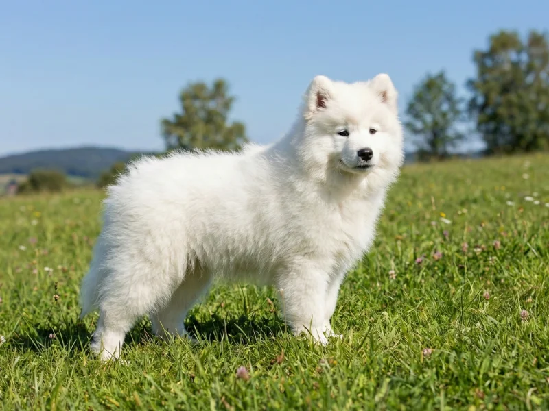 Image de chien de race Samoyede