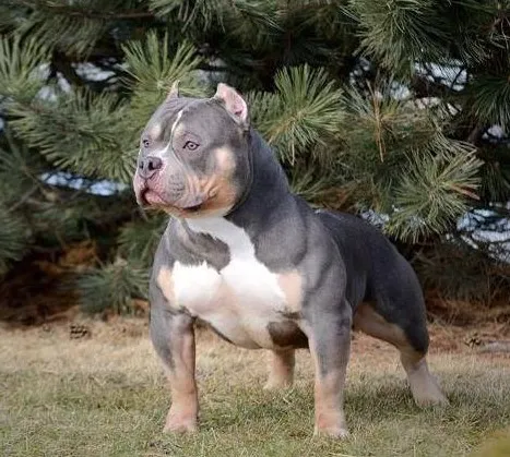 american bully pocket lucky luciano