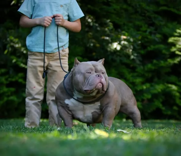 American Bully