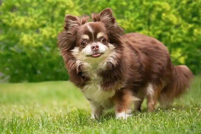 Chihuahua