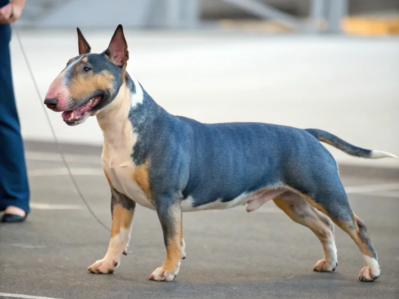 Mini Bull Terrier