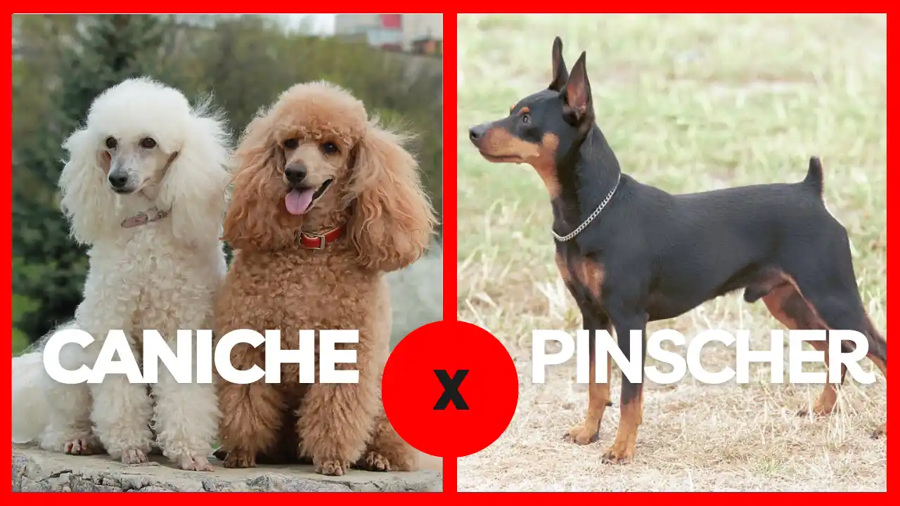Piny Poo