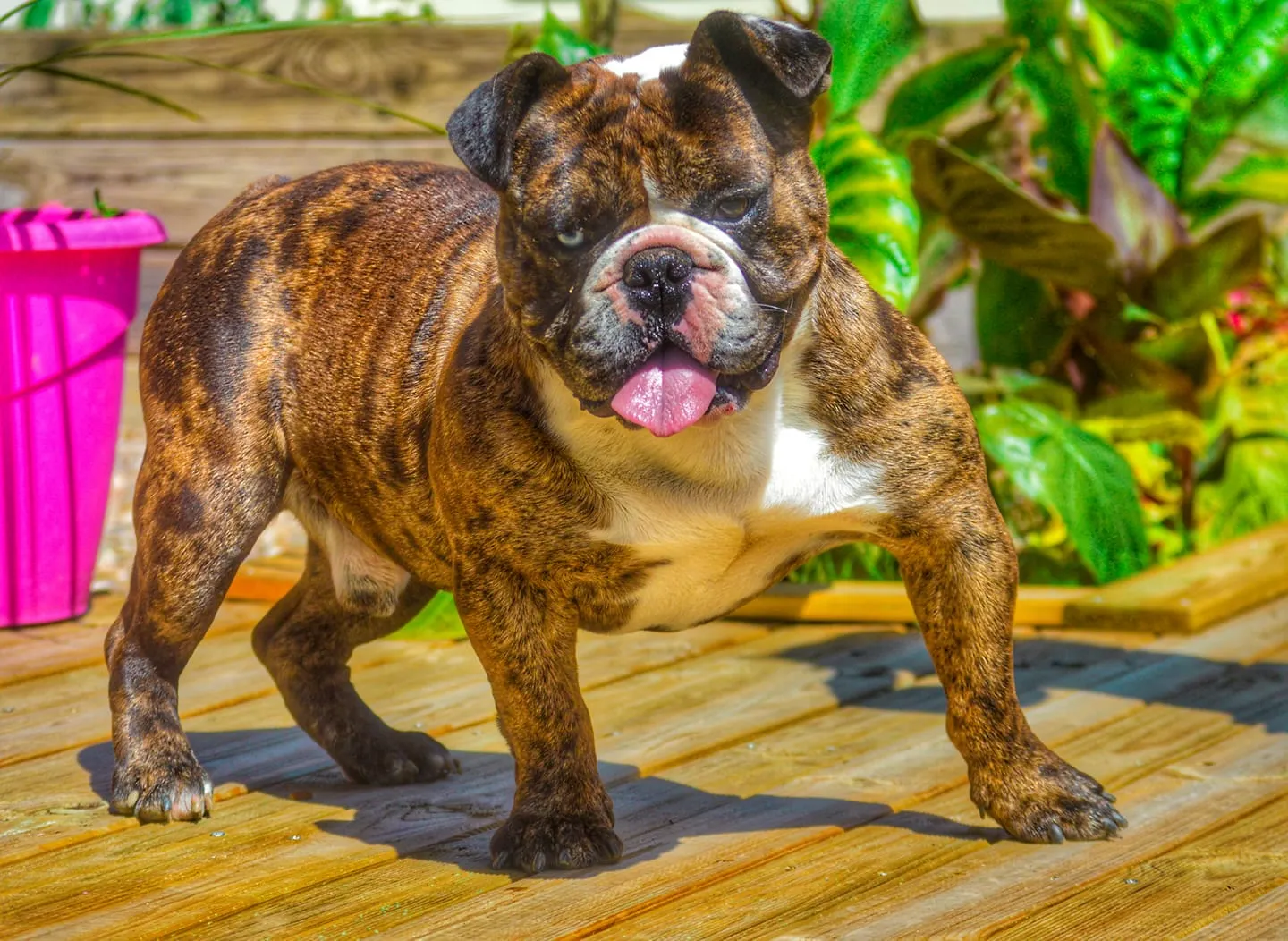 Riviera bouledogue