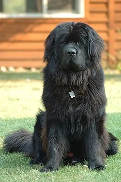 photo de chiot de la race Terre-Neuve