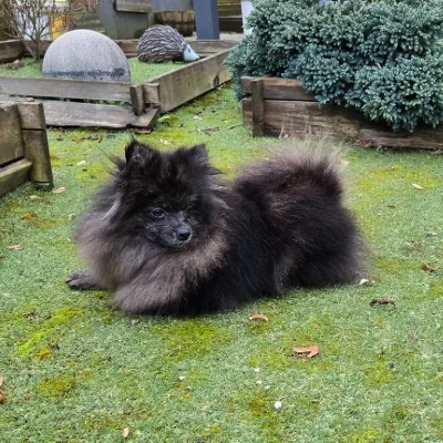 Oum-Paloumpa du Domaine du Mont Tournier  - Spitz FBKC