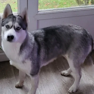 Belle  - Pomsky