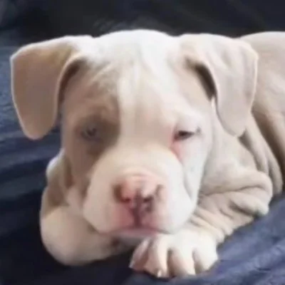 Zéïo - American Bully