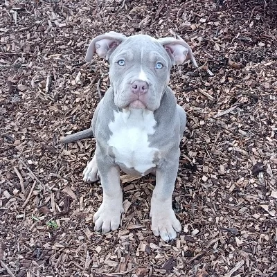 Majevv Aros **PET HOME** - American Bully
