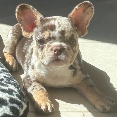 BK Moka - Bouledogue français