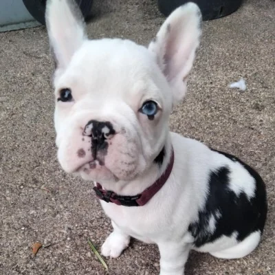 Abbie - Bouledogue français