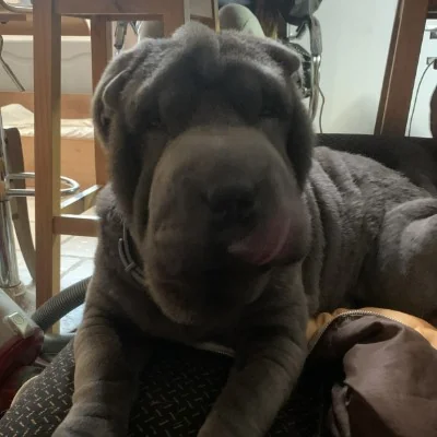 Vayana - Shar Pei