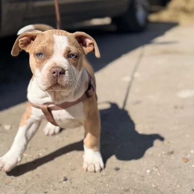 Bully Race Off Warrior Blue Shelby - American Bully