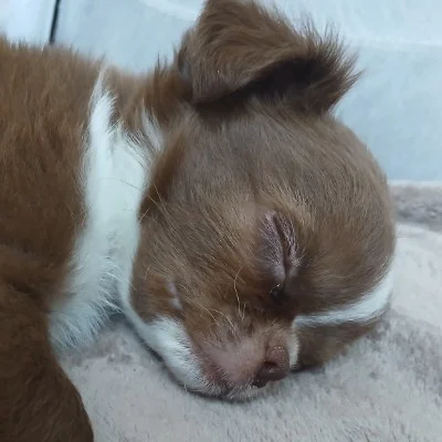 The Kingdom of Luna Baloo - Chihuahua