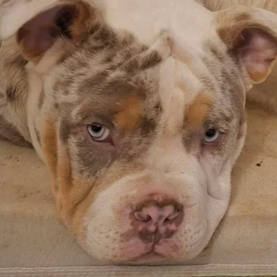 The Bull and Boul Aïko - American Bully