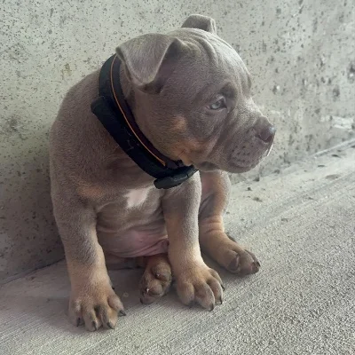 Volf - American Bully