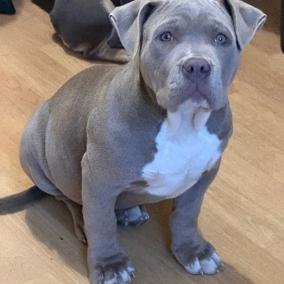 Athéna  - American Bully