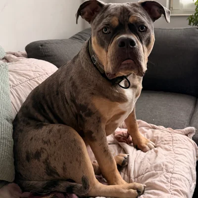 Phoenix Bully's Kennel Eros **PET HOME** - American Bully