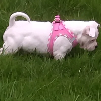 Family BG Dog Opaline  - American Bully