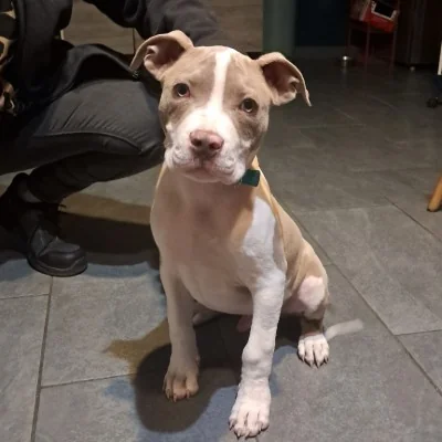 Blue **PET HOME** - American Bully