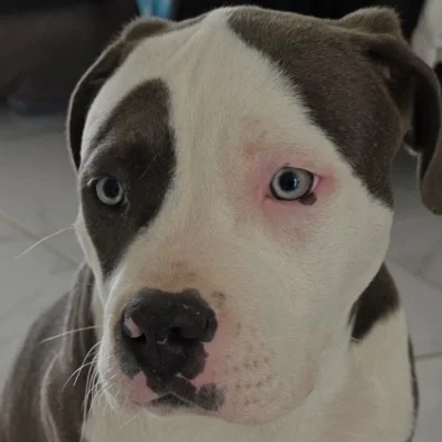 Luxury-K9 Barney - American Bully