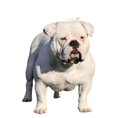 PPL Leone - American Bully