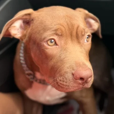 Fraumens Bullz Kaïra - American Bully