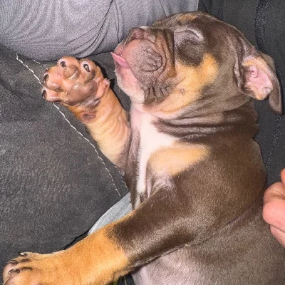 Kira du Domaine de Jerka **PET HOME** - American Bully