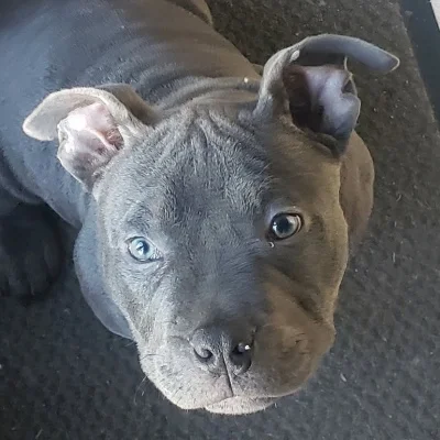 Aïko - American Bully
