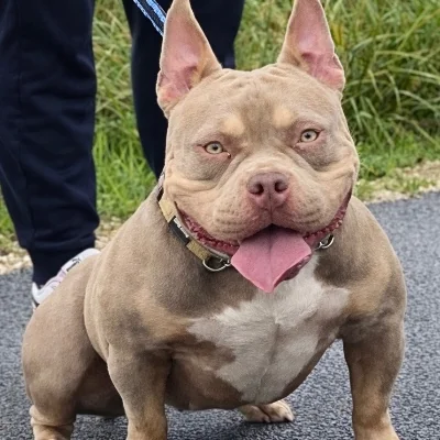 BGF Toxine - American Bully