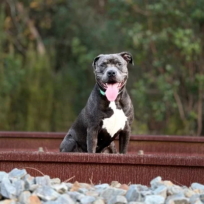 Phoenix Bully's Kennel Athena **PET HOME** - American Bully