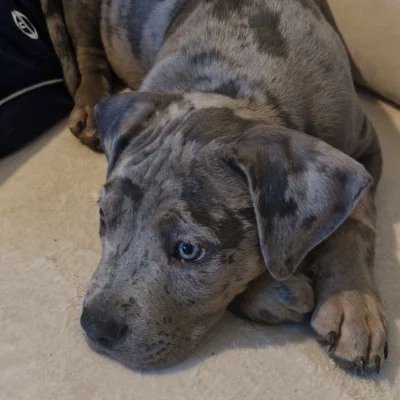 Baky - American Bully