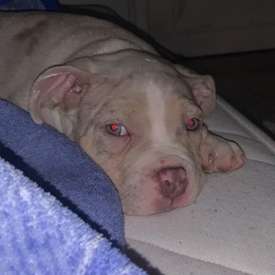 Diabolo - American Bully