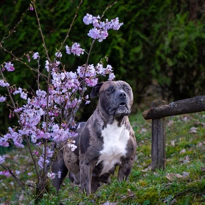 Pépita Aka Lady - American Bully