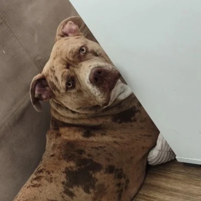 NBK Aslaug  - American Bully