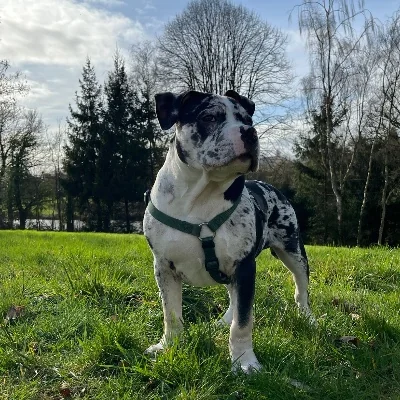 Kratos - American Bully